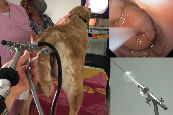 内視鏡を用いた経子宮頸管人工授精（TCI）