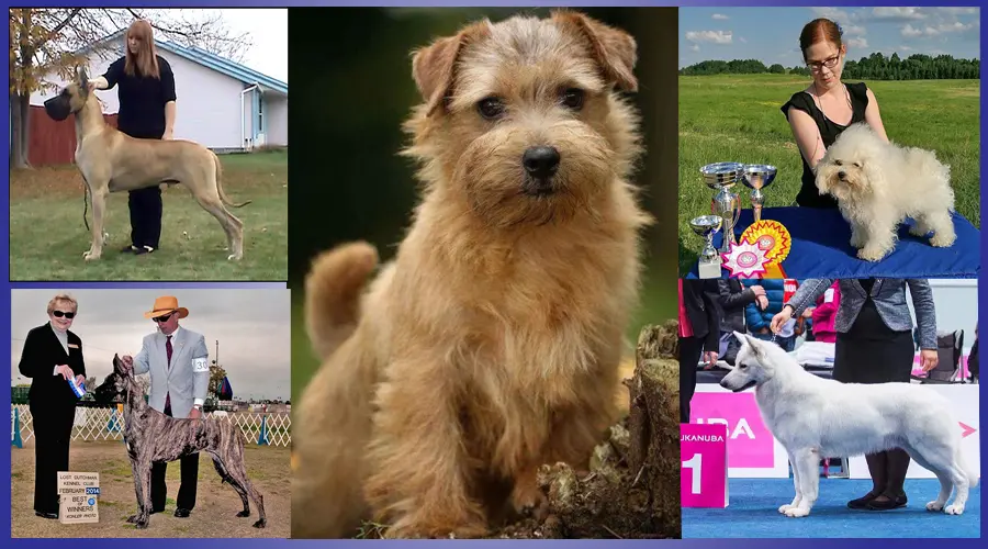 ワールドドッグズアジア　犬の輸出入