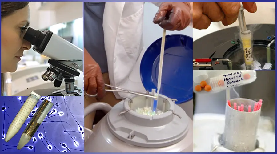 ワールドドッグズアジア　冷凍精子作成・保存